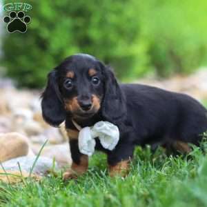 Buddy, Dachshund Puppy